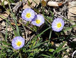 Image result for Convolvulus tricolor