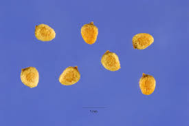 Attēlu rezultāti vaicājumam “Ranunculus sceleratus fruit”