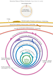 Image result for genome sizes