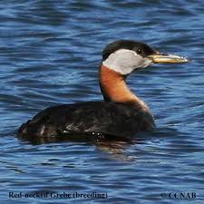 Attēlu rezultāti vaicājumam “Podiceps grisegena adult”