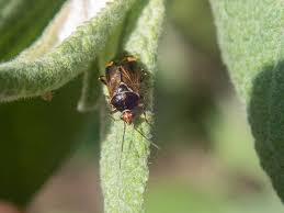 Attēlu rezultāti vaicājumam “Drepanosiphum platanoidis”