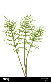 Attēlu rezultāti vaicājumam “Equisetum arvense”