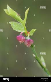Attēlu rezultāti vaicājumam “Vaccinium myrtillus flower”
