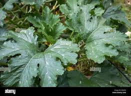 Attēlu rezultāti vaicājumam “Cucurbita pepo leaf”