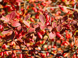 Attēlu rezultāti vaicājumam “Berberis thunbergii fruit”