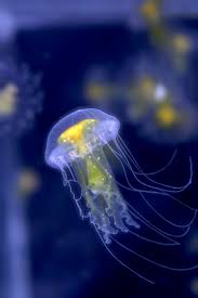 Image result for Phacellophora camtschatica