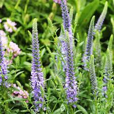 Attēlu rezultāti vaicājumam “Veronica spicata fruit”