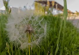 Attēlu rezultāti vaicājumam “Tragopogon heterospermus leaf”