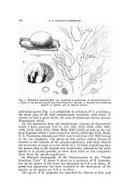 Attēlu rezultāti vaicājumam “Reticularia jurana spores”