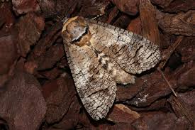 Attēlu rezultāti vaicājumam “Cossus cossus”