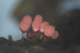 Attēlu rezultāti vaicājumam “Heterotrichia insignis (syn. Arcyria insignis) spores”