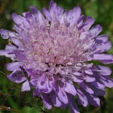 Image result for Knautia arvensis