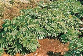 Attēlu rezultāti vaicājumam “Parnassiaceae”