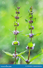 Attēlu rezultāti vaicājumam “Mentha arvensis bud”