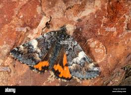 Attēlu rezultāti vaicājumam “Archiearis parthenias”