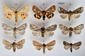 Attēlu rezultāti vaicājumam “Rhyparia purpurata”