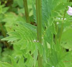 Attēlu rezultāti vaicājumam “Umbelliferae”