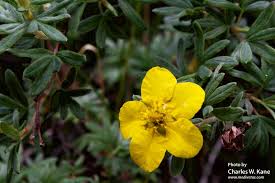 Attēlu rezultāti vaicājumam “Pentaphylloides fruticosa leaf”