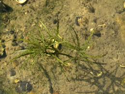 Attēlu rezultāti vaicājumam “Najas marina leaf”