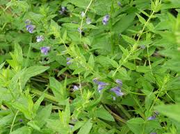 Attēlu rezultāti vaicājumam “Scutellaria galericulata leaf”
