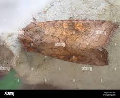 Attēlu rezultāti vaicājumam “Amphipoea”