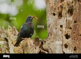 Attēlu rezultāti vaicājumam “Sturnus vulgaris nest”