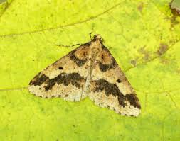 Attēlu rezultāti vaicājumam “Erannis defoliaria imago”