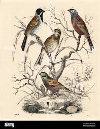 Attēlu rezultāti vaicājumam “Emberiza schoeniclus eggs”