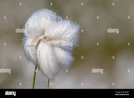 Attēlu rezultāti vaicājumam “Eriophorum angustifolium fruit”