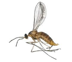 Attēlu rezultāti vaicājumam “Cecidomyiidae”