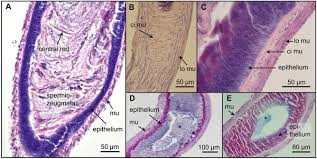 Attēlu rezultāti vaicājumam “Polypogon tentacularius male”