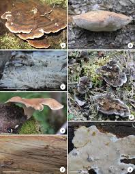 Attēlu rezultāti vaicājumam “Antrodiella serpula”
