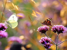 Attēlu rezultāti vaicājumam “Pieris brassicae female”