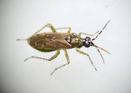 Attēlu rezultāti vaicājumam “Miridae”