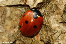 Attēlu rezultāti vaicājumam “Coccinella septempunctata”