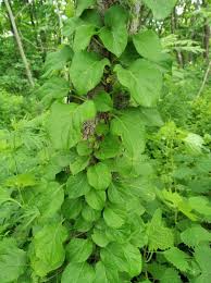 Attēlu rezultāti vaicājumam “Celastrus flagellaris”