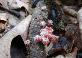 Attēlu rezultāti vaicājumam “Microstoma protracta”