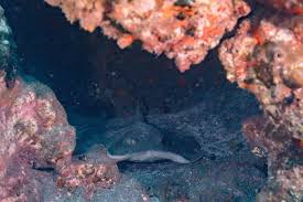 Image result for Bathytoshia centroura