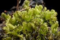 Attēlu rezultāti vaicājumam “Fissidens osmundoides”