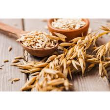 Attēlu rezultāti vaicājumam “Avena sativa fruit”