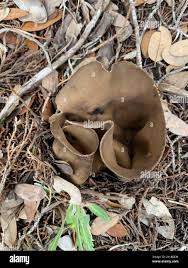 Attēlu rezultāti vaicājumam “Helvella acetabulum”