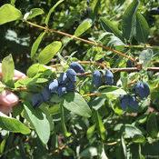 Attēlu rezultāti vaicājumam “Lonicera caerulea var. pallasii fruit”