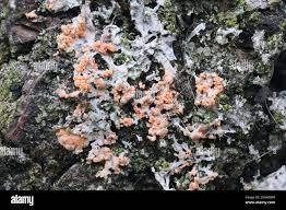 Attēlu rezultāti vaicājumam “Erythricium aurantiacum”