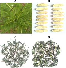 Attēlu rezultāti vaicājumam “Astragalus arenarius leaf”