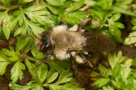 Attēlu rezultāti vaicājumam “Andrena vaga”