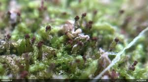 Attēlu rezultāti vaicājumam “Anastrophyllum hellerianum”