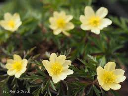 Attēlu rezultāti vaicājumam “Anemone x lipsiensis”