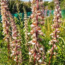 Image result for Digitalis lanata