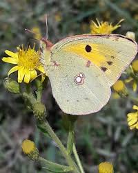 Attēlu rezultāti vaicājumam “Colias croceus”