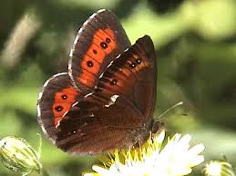 Attēlu rezultāti vaicājumam “Erebia ligea”